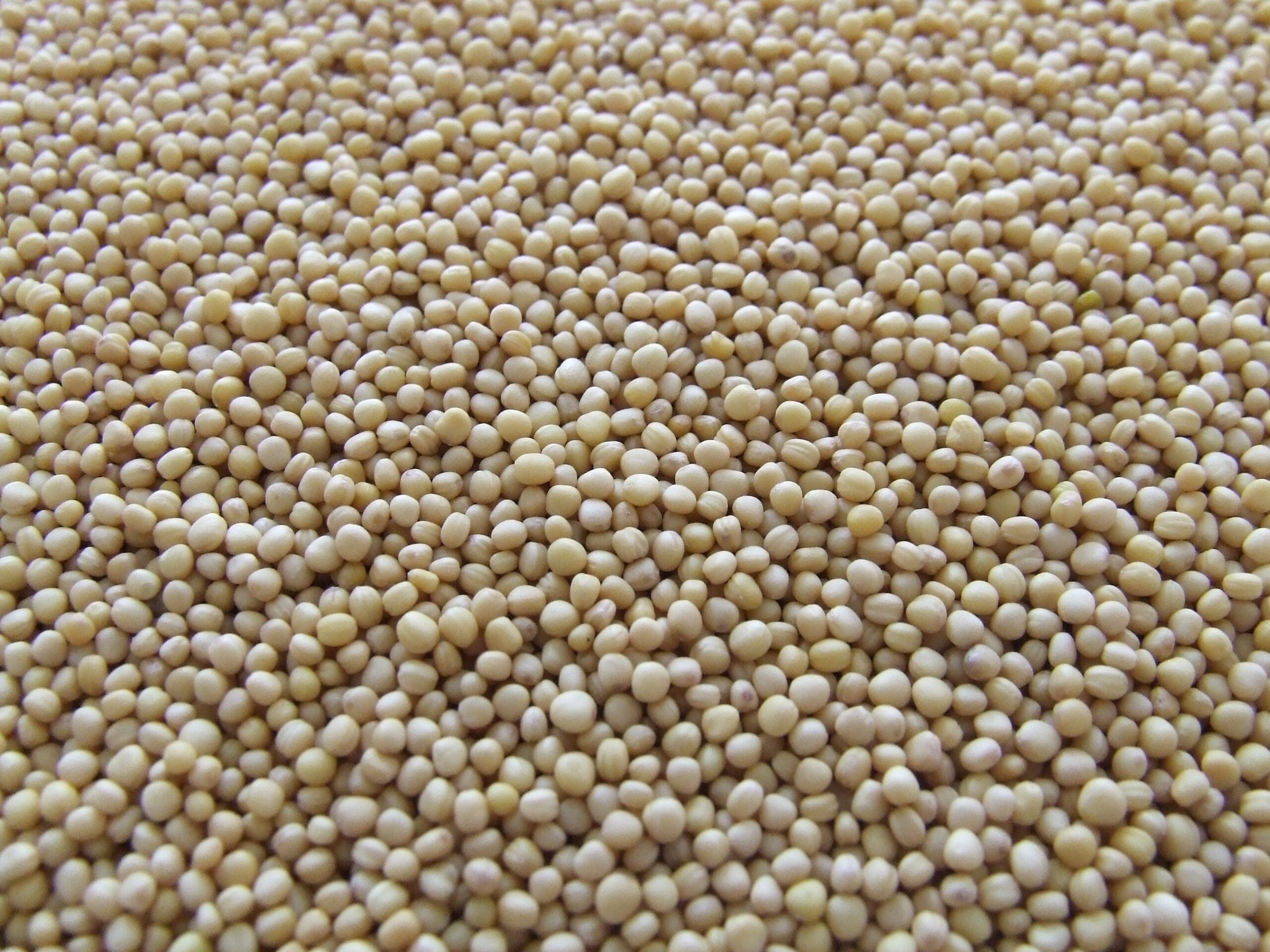 Umidade de grãos: como a estrutura granular interfere na armazenagem?