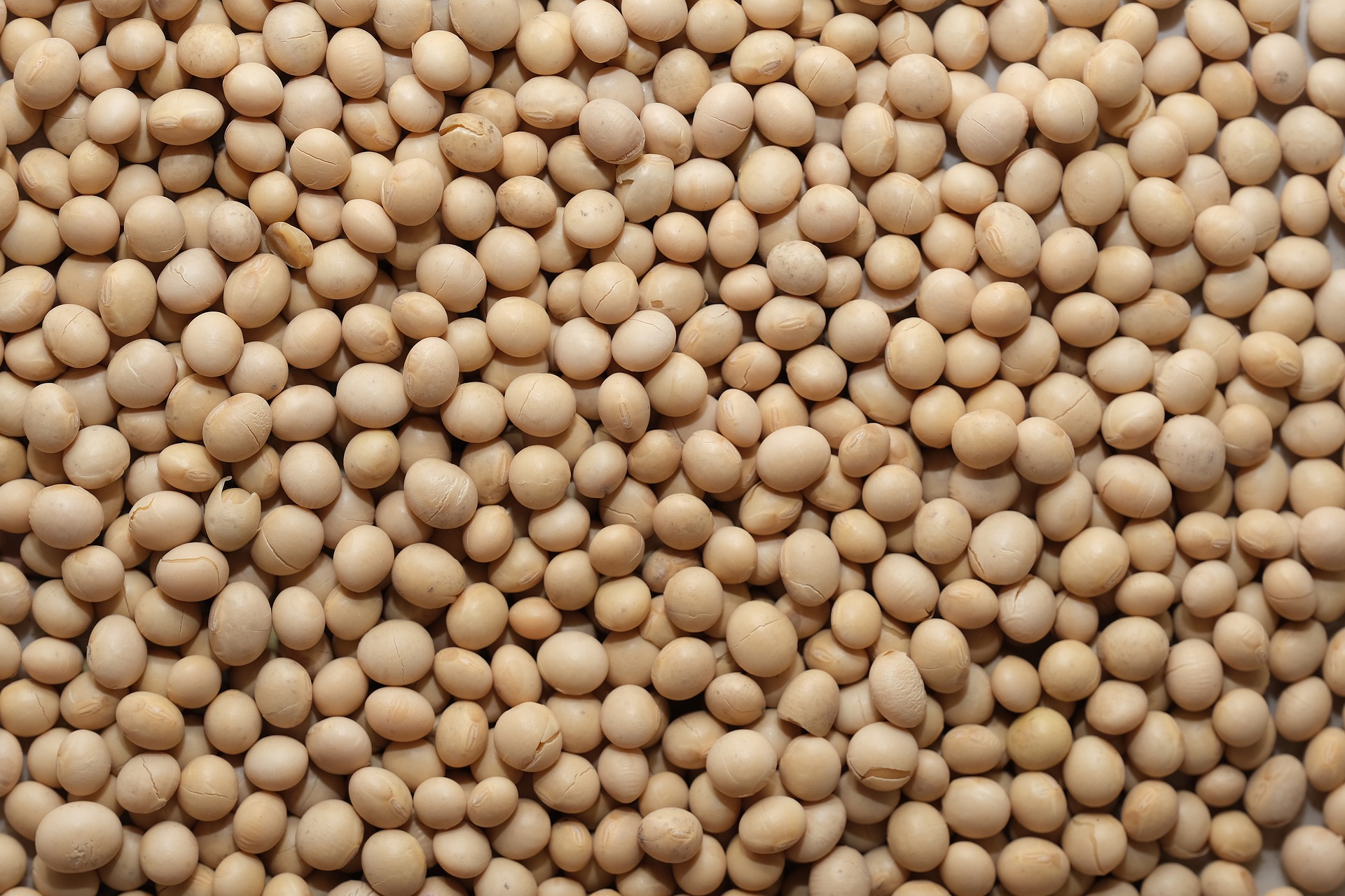 Equilíbrio Higroscópico: qual é a sua importância para a armazenagem de grãos?